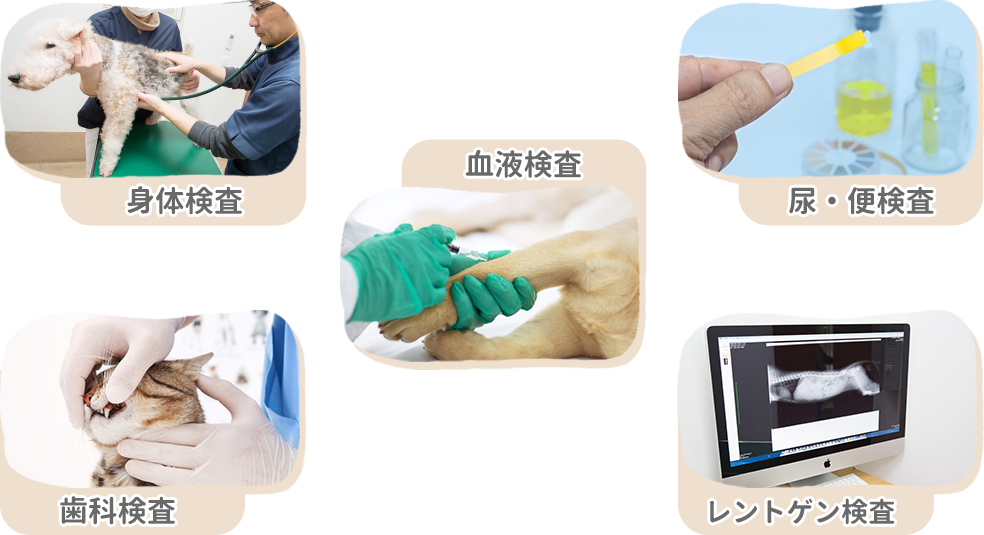 身体検査　血液検査　尿・便検査　歯科検査　レントゲン検査